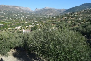 The rolling olive valleys of the Periana countryside 